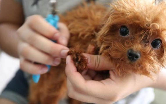 泰迪犬性格特點