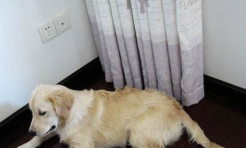 狗狗幾歲不來月經了