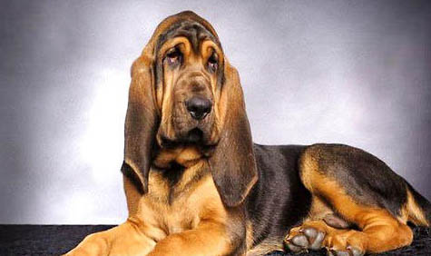尋血獵犬流眼淚眼屎多的原因及處理方法