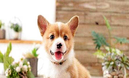 柯基是小型犬還是中型犬？