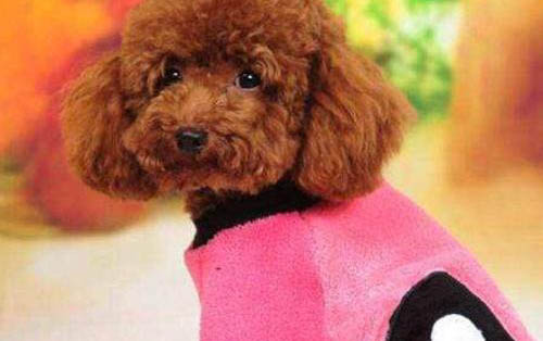 狗狗狂犬疫苗和第三針疫苗可以一起打嗎
