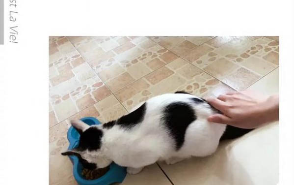 貓咪在旁邊睡覺是信任嗎