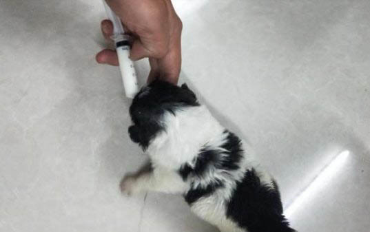 狗狗來事第幾天可以交配