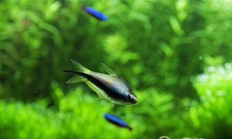新手養(yǎng)什么金魚好養(yǎng)又好看
