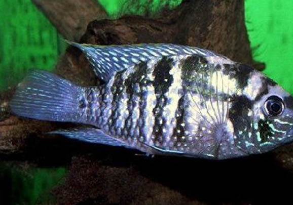 藍曼龍魚多久能長大