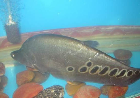 紅鼻子剪刀魚飼養(yǎng)方法
