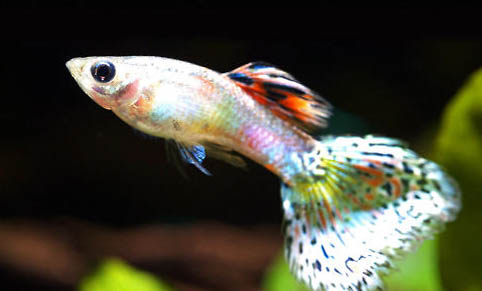 冷水魚品種有哪些適合家養(yǎng)的?