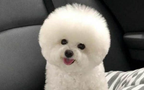 比熊和泰迪哪個好