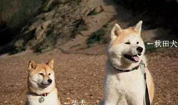 秋田犬和柴犬哪個(gè)好?