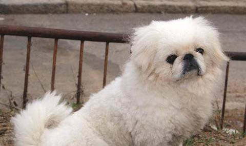京巴狗幼犬怎么喂養