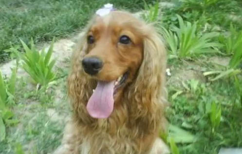 英國可卡犬的壽命一般是多久