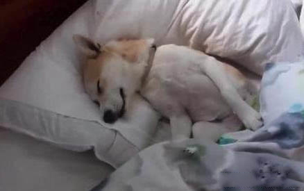 狗狗皮膚病會傳染人類嗎？