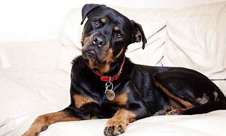 土佐犬和羅威納哪個厲害
