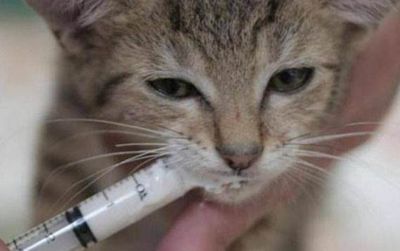 貓咪眼睛腫了一只，可能的原因及處理方法