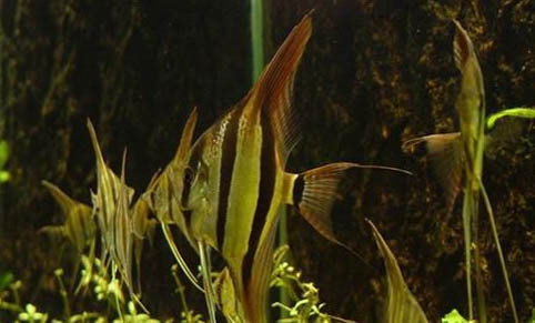 熱帶魚為什么老無緣無故死掉