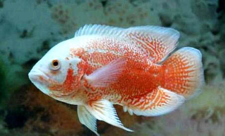 地圖魚和國魚混養需要注意什么？