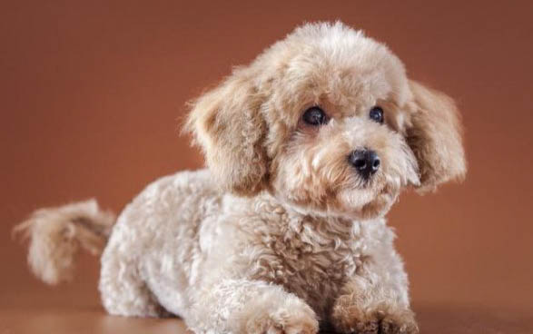 如何馴養(yǎng)小型泰迪狗犬狗糧呢