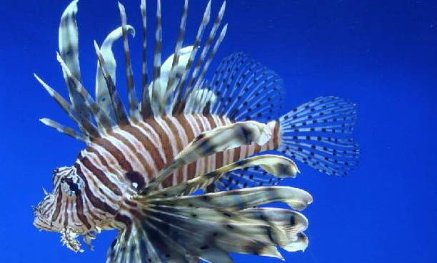 魚缸水草怎么打理
