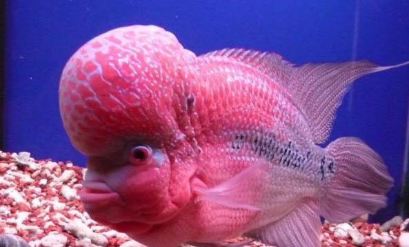 羅漢魚發(fā)黑處理辦法