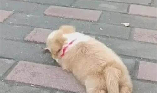 狗狗不能吃榴蓮嗎
