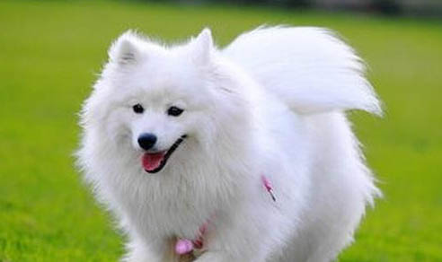 銀狐犬價格多少錢一只