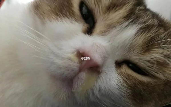 小貓咪有耳螨怎么辦用什么藥
