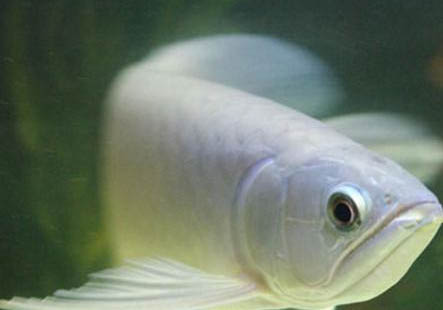 怎么治療孔雀魚水霉病