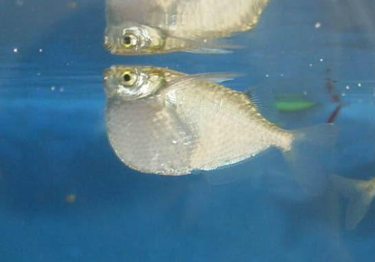 混養熱帶魚最佳搭配