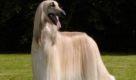 騎士查理王小獵犬老喝水是什么原因