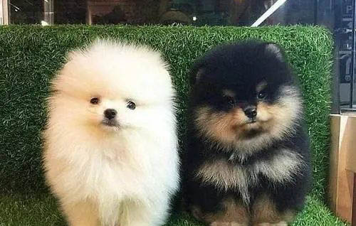 狗狗急性腦炎的前兆
