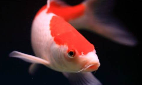 35的缸養多少孔雀魚