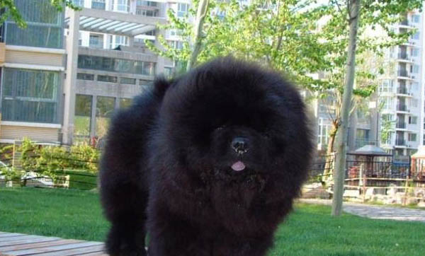 松獅犬的舌頭是什么顏色