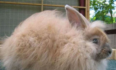 安哥拉兔飼養的注意事項