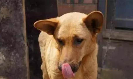 田園犬吃什么