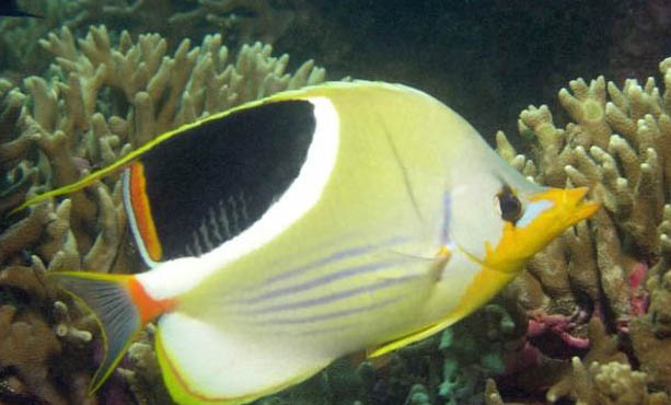 一點(diǎn)蝶魚(yú)好養(yǎng)嗎