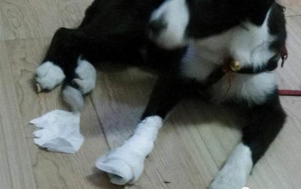 狗狗感冒會一直吐舌頭嗎