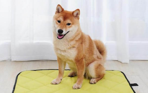 狗狗得腸炎會(huì)怎么樣啊?