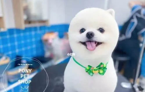 博美犬瘟初期癥狀有哪些