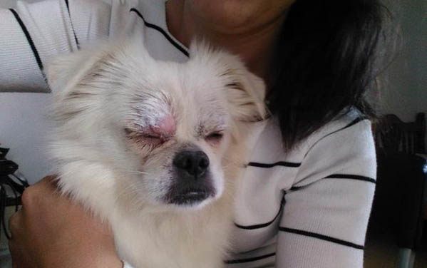 狗狗可以吃花生嗎