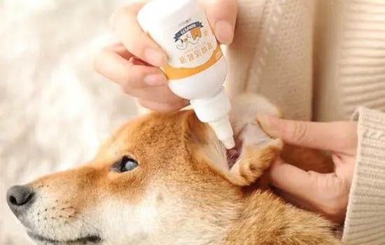 狗身上常見的蟲子有哪些