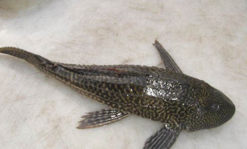 清道夫吸鸚鵡魚怎么辦