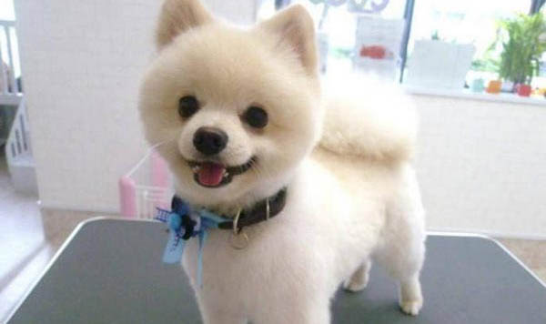 狗狗能吃薄荷嗎？