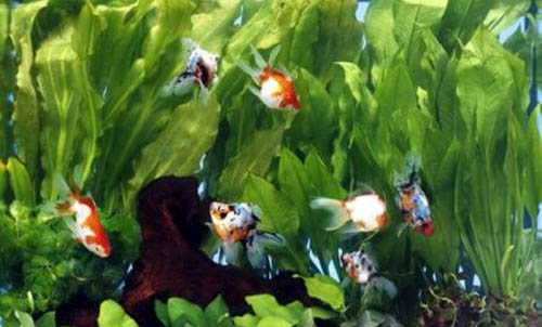 金魚肚子大是否懷孕
