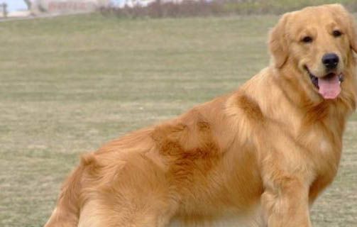 金毛好還是拉布拉多犬好