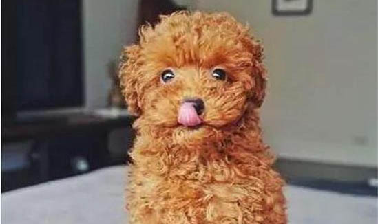 狗吃多了一直吐怎么辦
