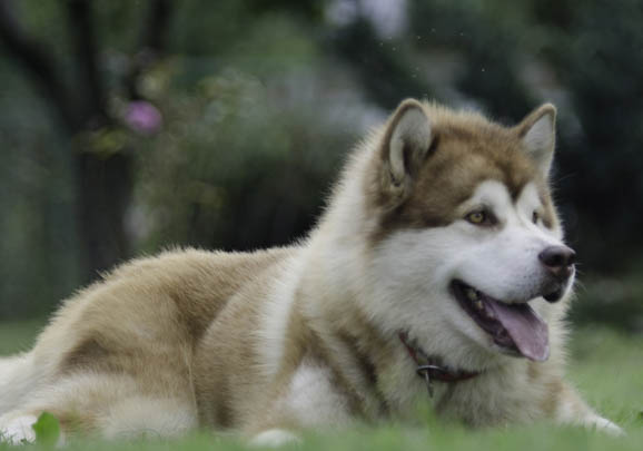 阿拉斯加犬和哈士奇哪個好養