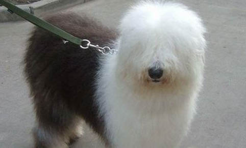 喜樂蒂牧羊犬分娩需要多長時間
