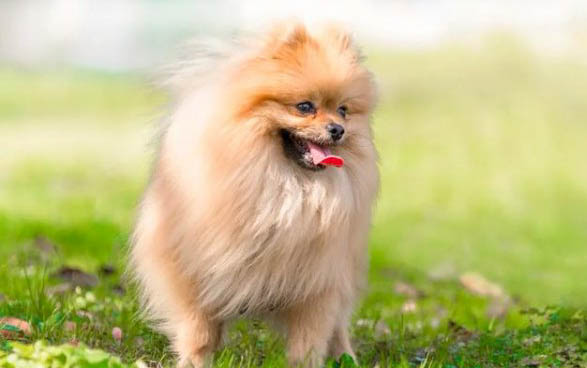 狗狗不讓摸怎么辦