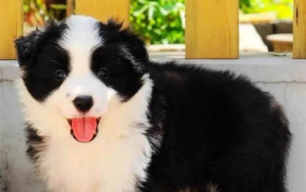 邊境牧羊犬肉墊開裂的原因及處理方法