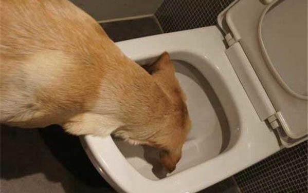 狗狗的眼睛不睜開，可能是以下原因：